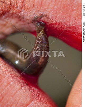 Blood sucking leech. 10138396