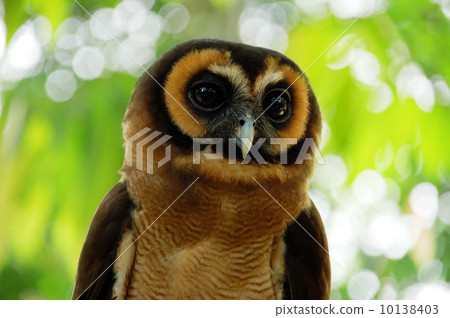 Owl Owl 10138403