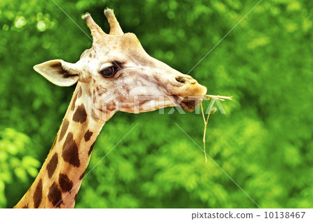 Giraffe Feeding 10138467