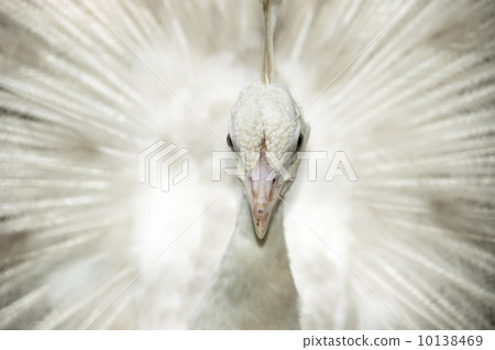 White peacock 10138469