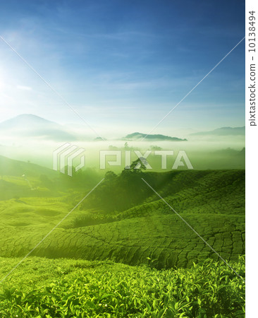 Tea Farm 10138494