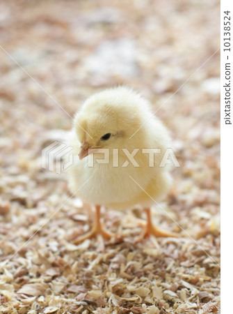Chick 10138524