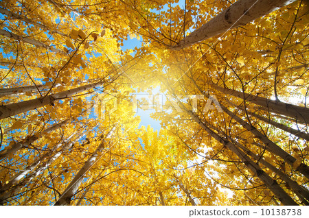 Fall Aspen Trees 10138738