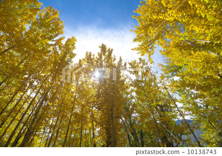 Fall Aspen Trees 10138743