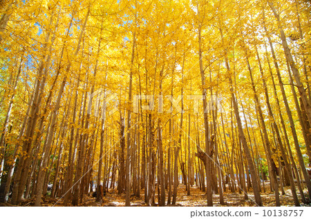 Wide angle fall Aspen Trees 10138757