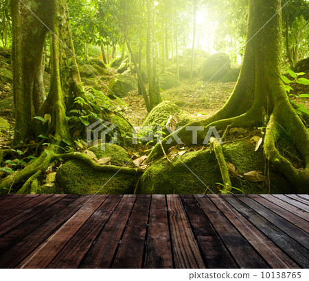 Green forest Green forest 10138765