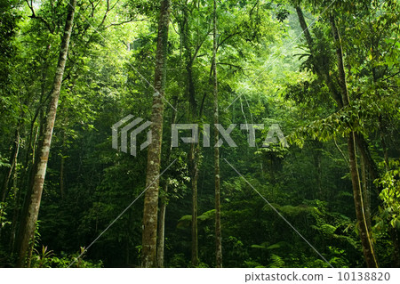 Forest sunlight 10138820