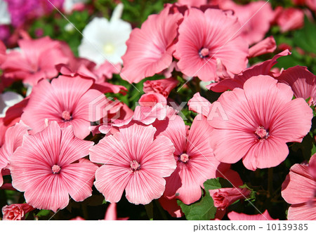 Colorful pink lavater background Colorful pink lavater background 10139385