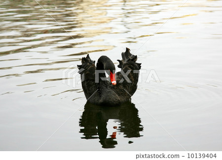 Beautiful black swan with reflection swimming on autumn water 10139404