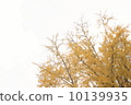 Ginkgo biloba 10139935