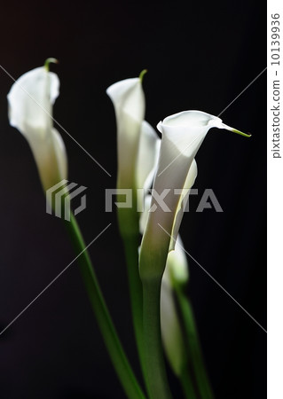 Color flowers Color flowers 10139936