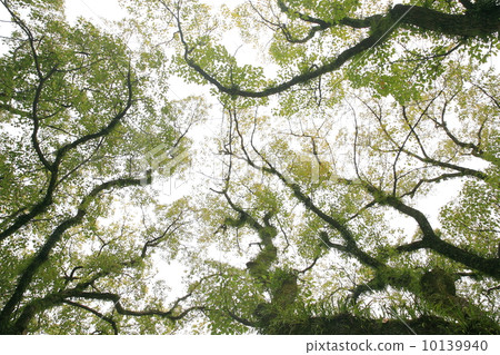 Sunlight through the forest 10139940