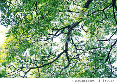 Summer trees 10139942