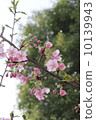  Peach blossoms 10139943