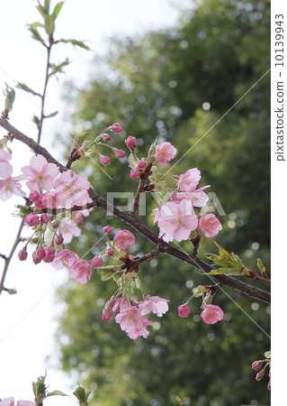  Peach blossoms 10139943