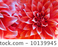Dahlia 10139945