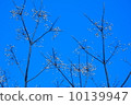 Blue sky and plum bud 10139947