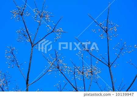 Blue sky and plum bud Blue sky and plum bud 10139947