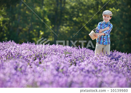 Cute little boy with basket in lavender field 10139980