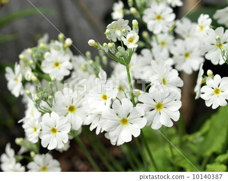 Primula, Primula Maracoides 10140387