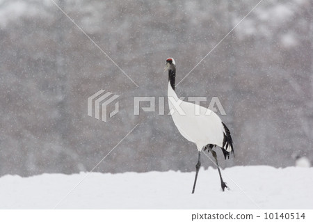 起重機在雪地裡 10140514