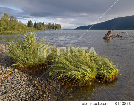 Shoreline view of Meziadin Lake with grass in the foreground and a waterlogged stump 10140838