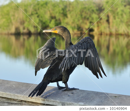 Double-Crested Cormorant 10140904
