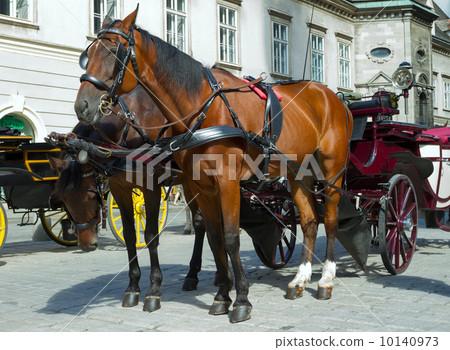 Horse-drawn Carriage in Vienna 10140973