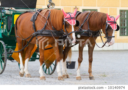 Horses for hire in Vienna Horses for hire in Vienna 10140974