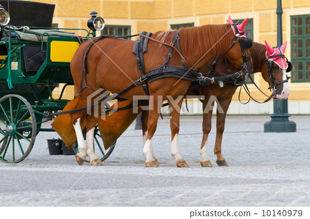 Horses for hire in Vienna Horses for hire in Vienna 10140979