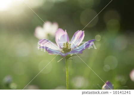 Light cosmos 10141241