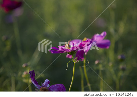 Cosmos and bees 10141242
