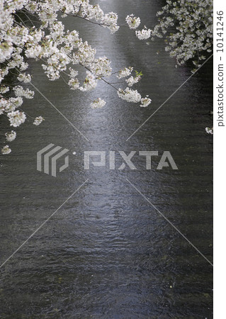 櫻花在溪邊 櫻花在溪邊 10141246