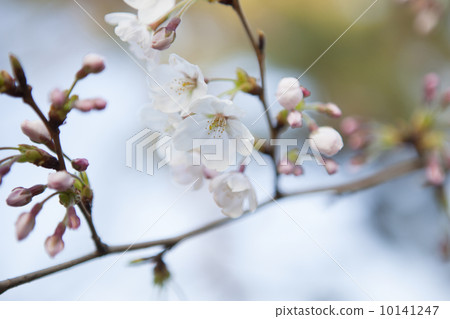 櫻桃芽 櫻桃芽 10141247