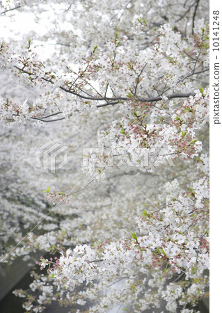 Cherry blossoms on the stream 10141248