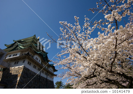 Nagoya castle and cherry blossoms 10141479
