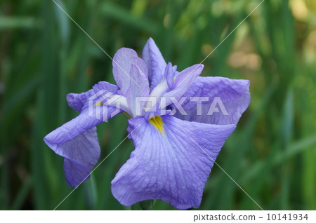 Iris group Iris group Fujishiro (Fujishiro) 10141934