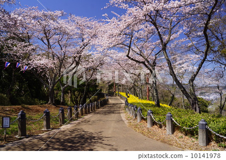Kinugasa Cherry Blossom Festival Kinugasa Cherry Blossom Festival 10141978