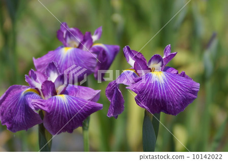 The irises of the Edo family five colors of pearl (Goshikinotama) 10142022