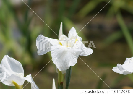 The irises of the Edo system white dragon (Hakuryu notes) 10142028