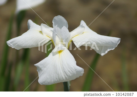 Hakuoh irises Hakuoh irises 10142087