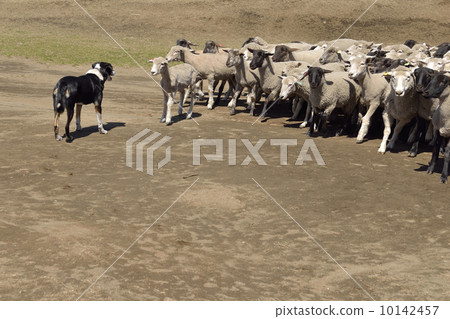 Sheep and sheep dogs Sheep and sheep dogs 10142457