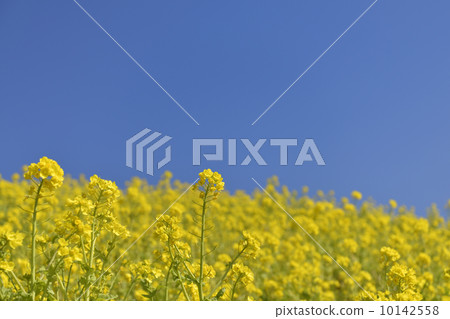 強姦開花 強姦開花 10142558