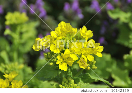 強姦開花 強姦開花 10142559
