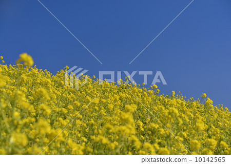 強姦開花 強姦開花 10142565