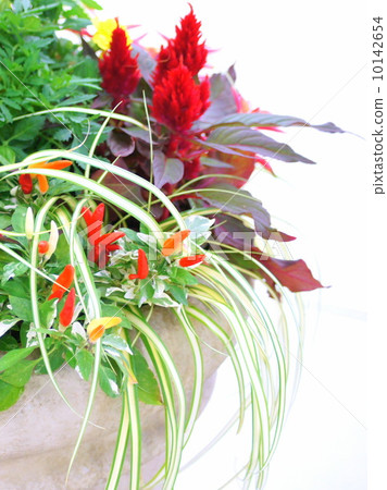 開花一個五顏六色的秋天圖像 10142654