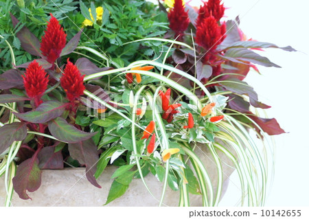 開花一個五顏六色的秋天圖像 10142655