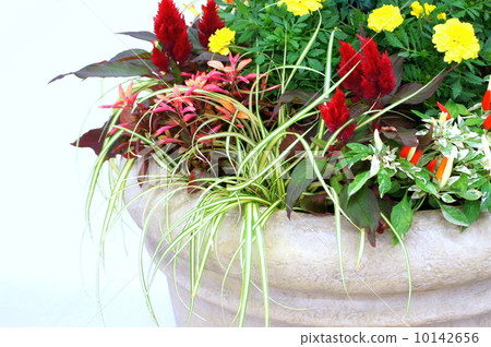 開花一個五顏六色的秋天圖像 10142656