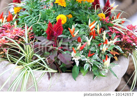 開花一個五顏六色的秋天圖像 10142657