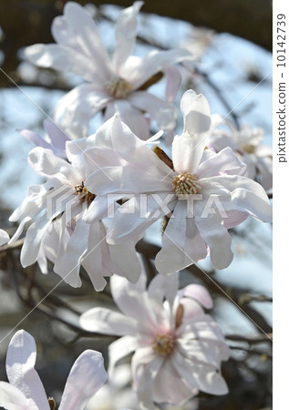 Sidekobushi（四手辣） 10142739